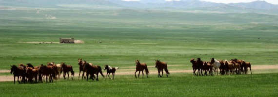 Chevaux mongole