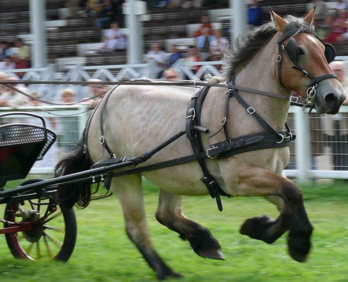 Concours d&rsquo;attelage à Hérouville Saint-Clair avril 2011