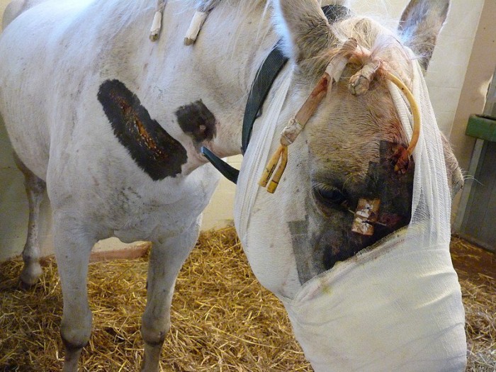 Des chevaux sauvagement agressés