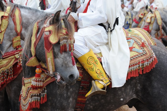 Salon du cheval d&rsquo;El Jadida du 19 au 23 octobre 2011