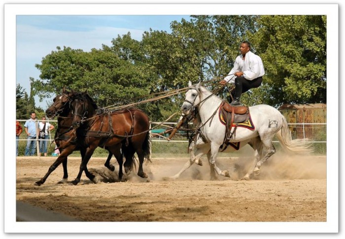 Festival du cheval dans le Luberon