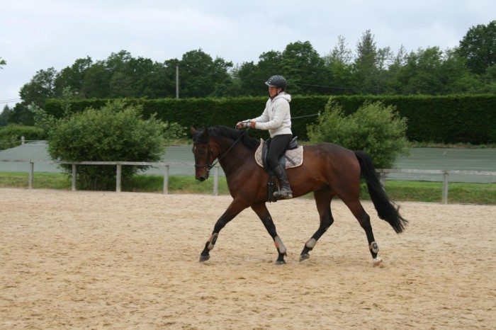 Achat d&rsquo;un Cheval