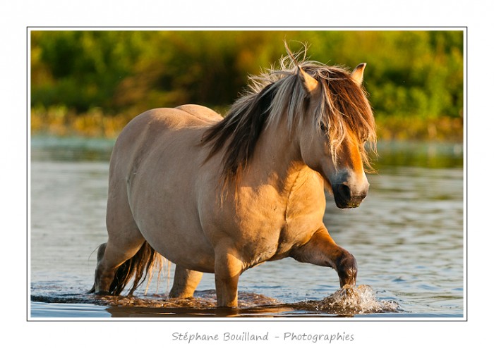 Festival Equestre du 26 au 27 Juillet 2014 Dans la Somme