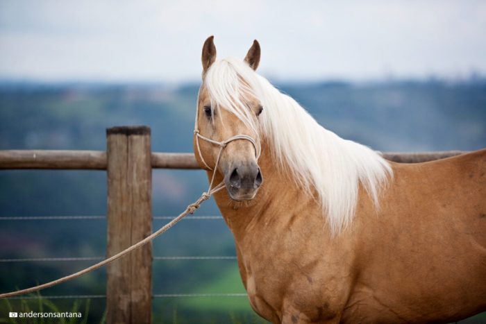 Bamboo Harvester, le cheval de la série Monsieur Ed, star du petit écran américain
