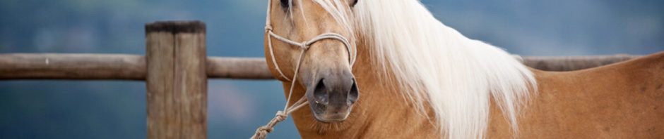 Bamboo Harvester, le cheval star de la série Monsieur Ed