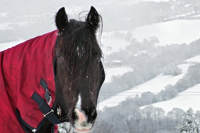 Prévenir le coup de froid de son cheval : les conseils d&rsquo;un vétérinaire