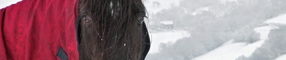 Cheval couvert d'une couverture rouge par temps froid