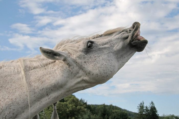 Soigner les animaux, un livre sur l&rsquo;histoire de la médecine vétérinaire en France