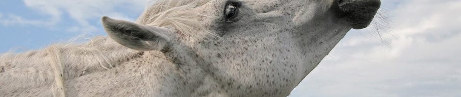 Cheval flehmant, examen vétérinaire de la cavité buccale
